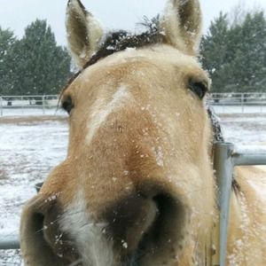 Meet your Posher, Leslie